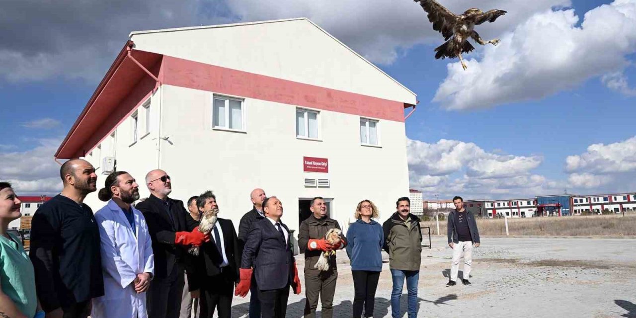 Yırtıcı kuşlar doğaya salındı