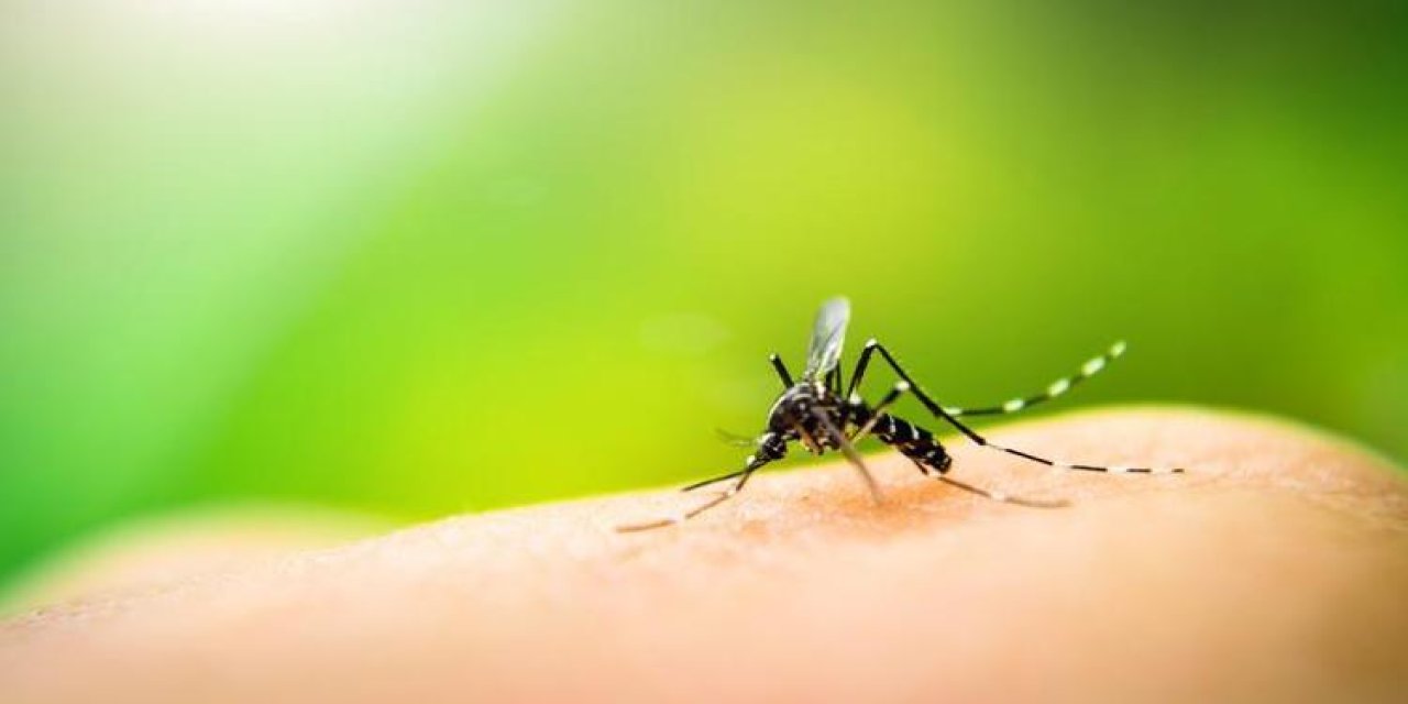 Hangi yiyecekler sinekleri insanlara çekiyor? Yaz aylarını sivrisineklere yem olmadan geçirmenin 5 sırrı!