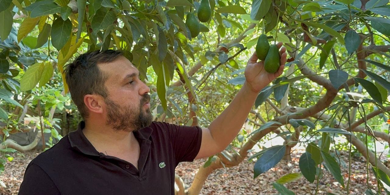 Avokadoda erken hasat uyarısı