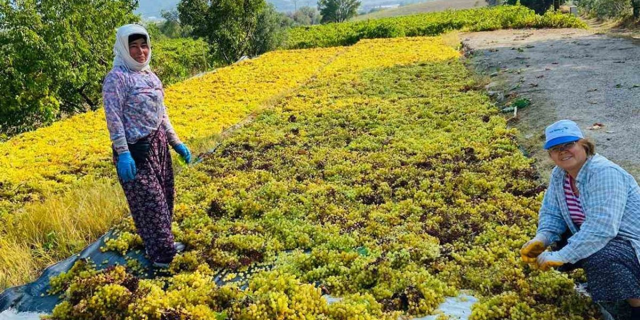 Yüksek sıcaklık üzümde kaliteyi arttırdı, verimi düşürdü