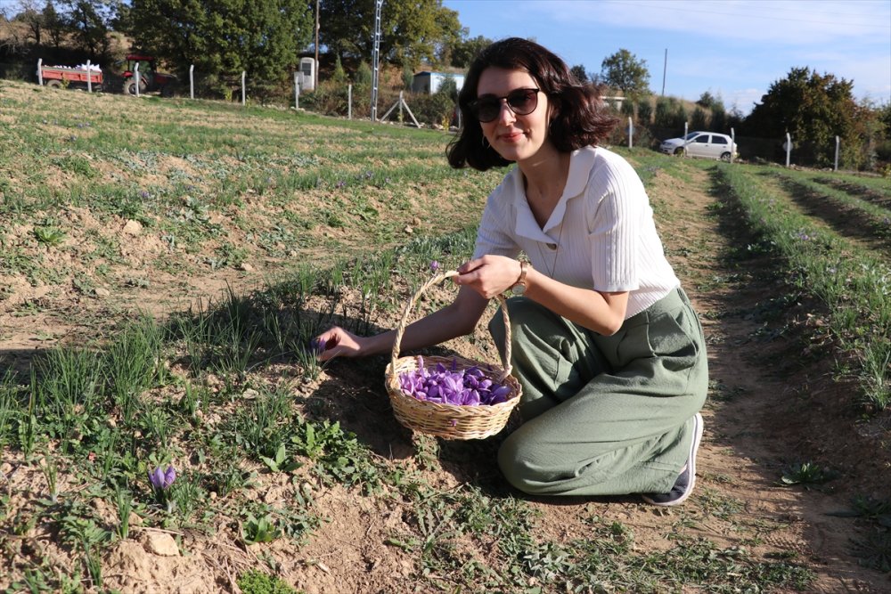 1 kilosu ile araba alınan Safranda hasat tamamlandı!