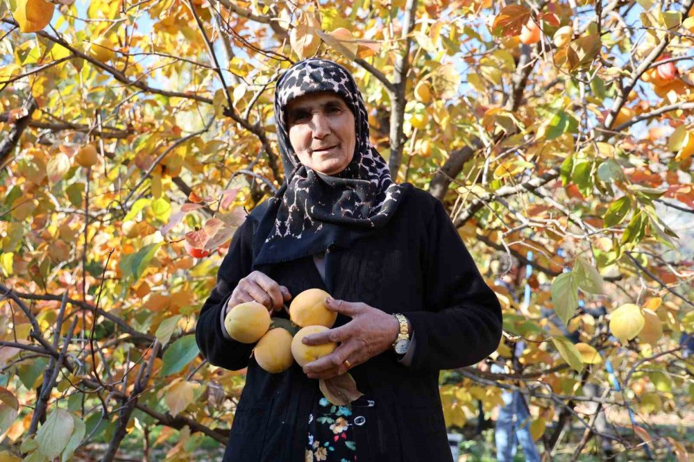 Depremin merkez üssünde hasat sevinci