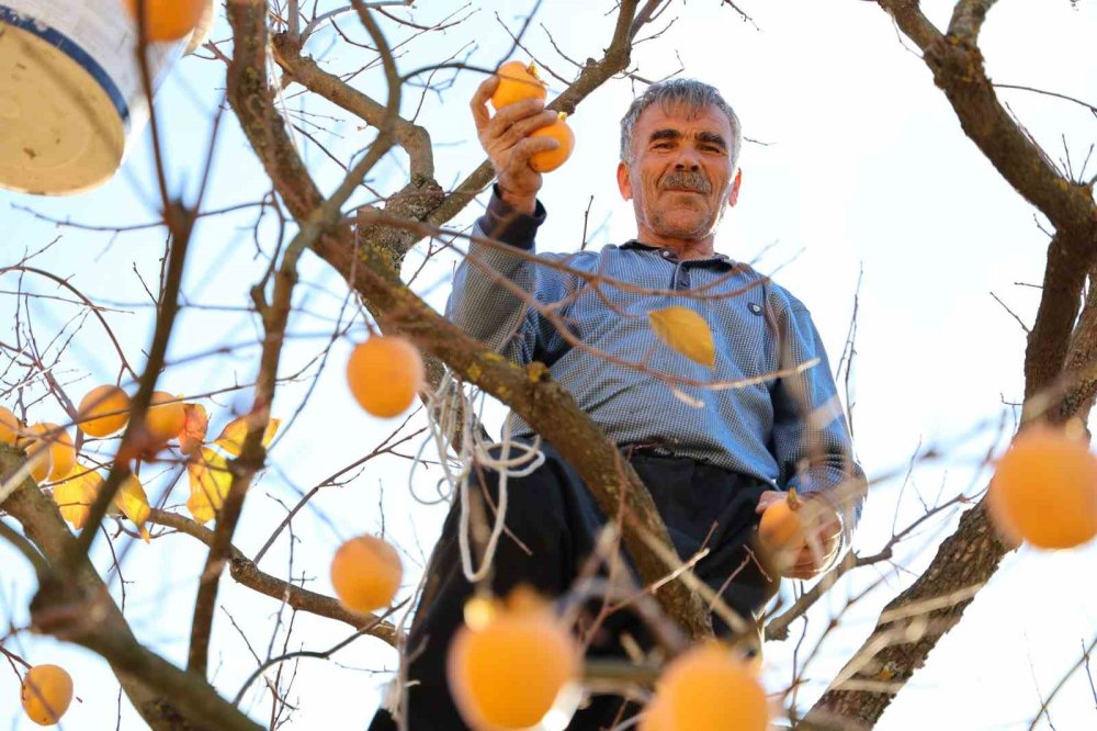 Depremin merkez üssünde hasat sevinci