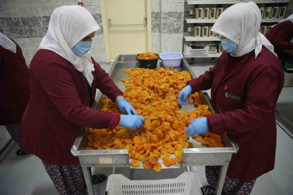 Depremin vurduğu Malatya’da kayısı yüz güldürdü