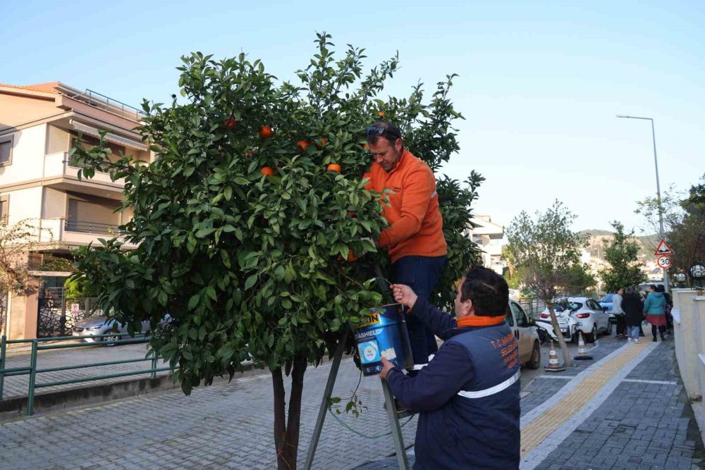 Vatandaşlara  400 kilogram turunç dağıtıldı