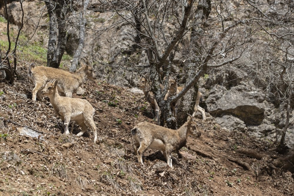 Koruma altındaki yaban keçileri Munzur Vadisi'nde sürü halinde görüntülendi