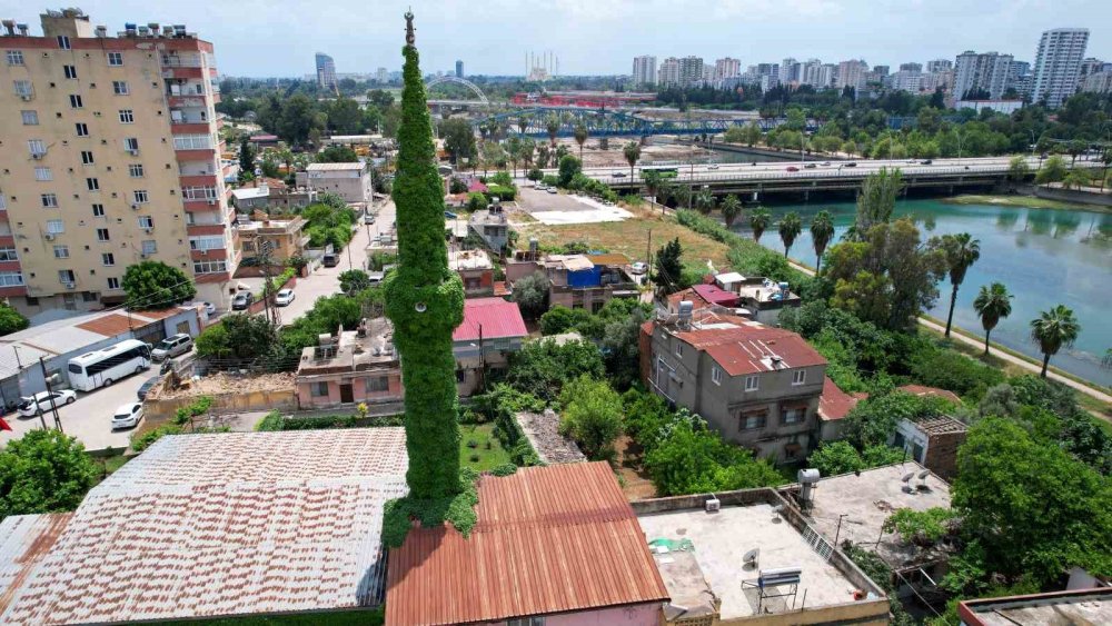 ’Yeşil Cami’ sarmaşıklarına kavuştu