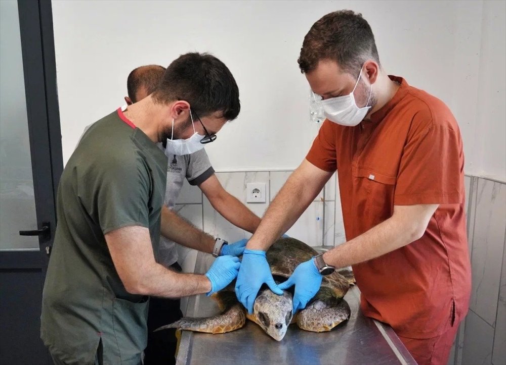 İzmir'de kıyıya vuran caretta caretta tedavi altına alındı