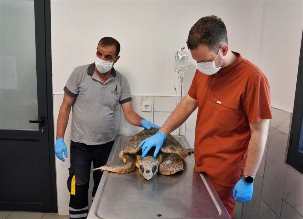 İzmir'de kıyıya vuran caretta caretta tedavi altına alındı