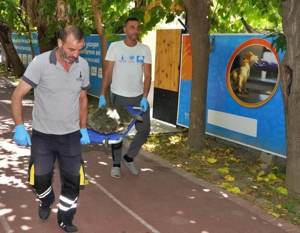 İzmir'de kıyıya vuran caretta caretta tedavi altına alındı