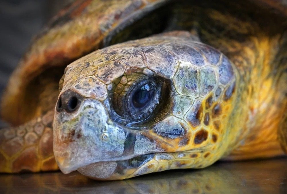 İzmir'de kıyıya vuran caretta caretta tedavi altına alındı