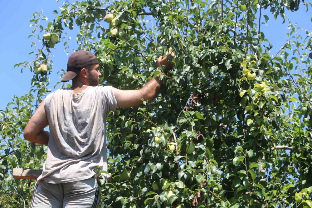 Yaz tatilinde tarlaya koştular, 40 derece sıcakta hasat yaptılar