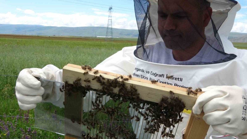 Hobi olarak başladı! Şimdi fiyatı dudak uçuklatıyor