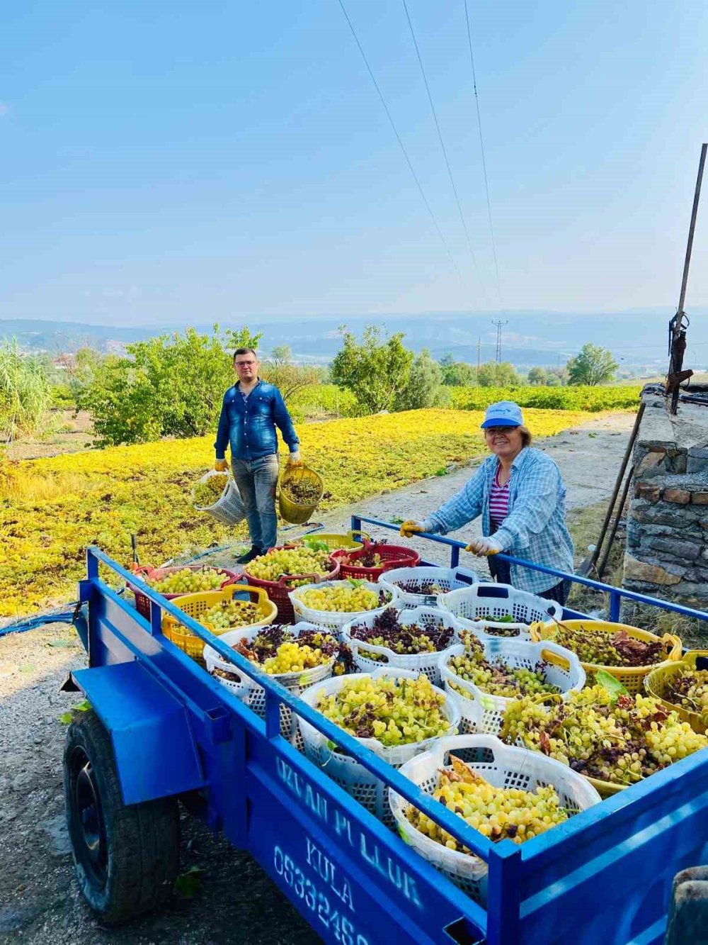 Yüksek sıcaklık üzümde kaliteyi arttırdı, verimi düşürdü