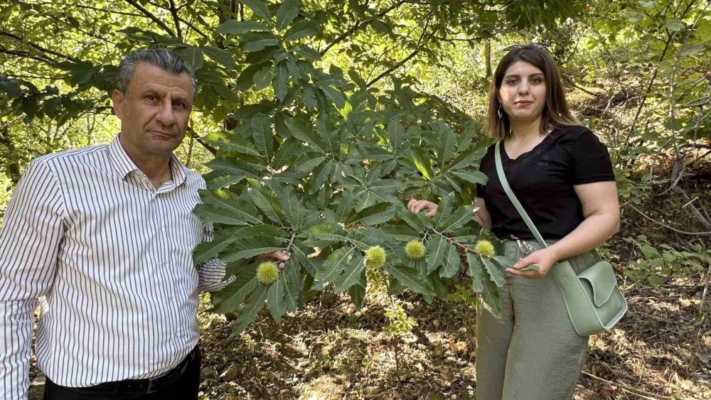 Yüksekova’da canlanıyor: Ekim ayında hasada başlanacak