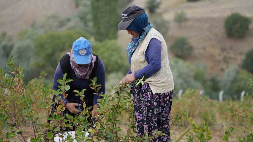 Dünya’da "süper meyve" olarak biliniyor, ilk hasadı yapıldı: Kilosu 200 lira